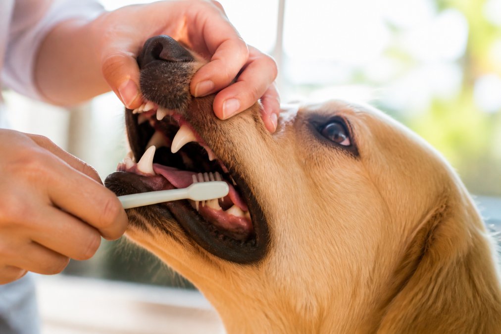 Step-by-step guide on using a natural dog breath freshener to clean tartar from a dog's teeth with a soft brush.