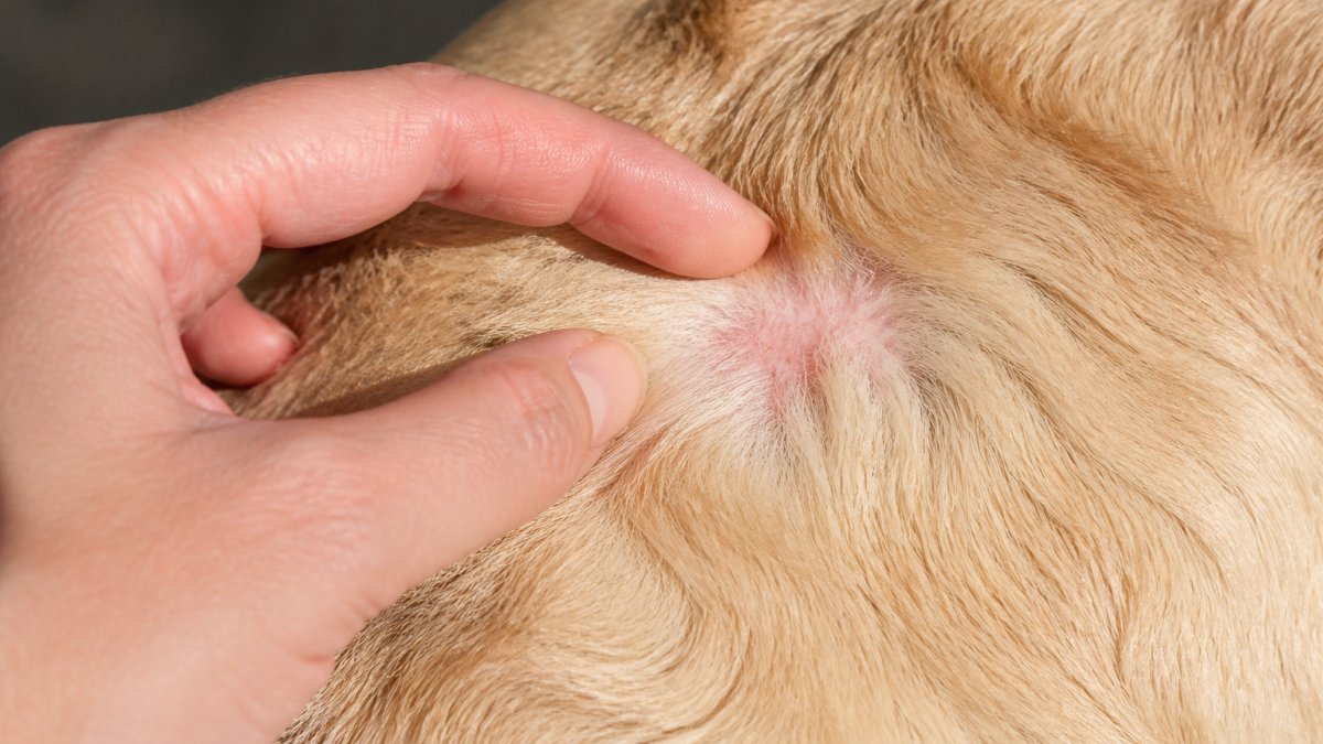 Step-by-step guide showing how to perform a skin patch test on a dog to check for shampoo sensitivity.