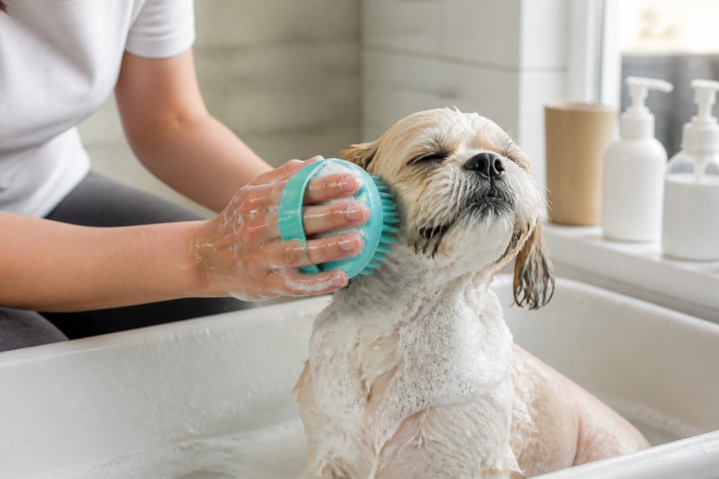 A pet owner gently brushing a relaxed dog with natural dog shampoo during a bath in a bright bathroom.