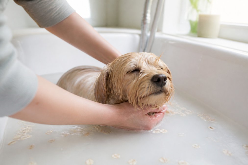 A person gently bathing a small dog in a tub filled with milky oatmeal water, dog looking relaxed with wet fur, soft natural light in a home bathroom