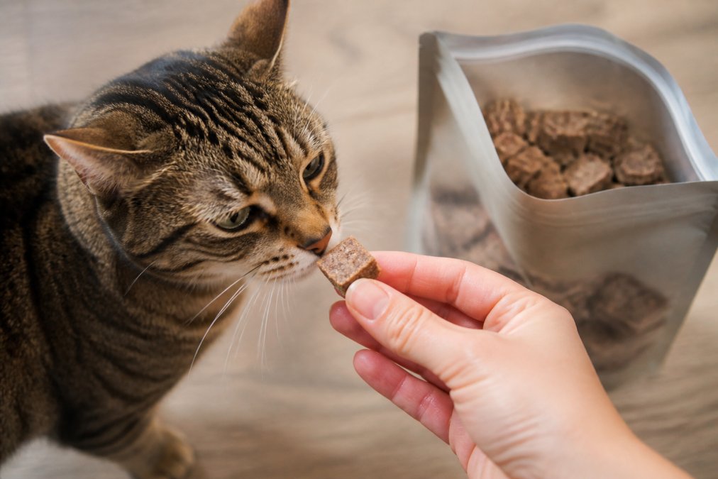 A hand offers a freeze-dried beef liver single ingredient cat treat to a curious cat sniffing the snack.