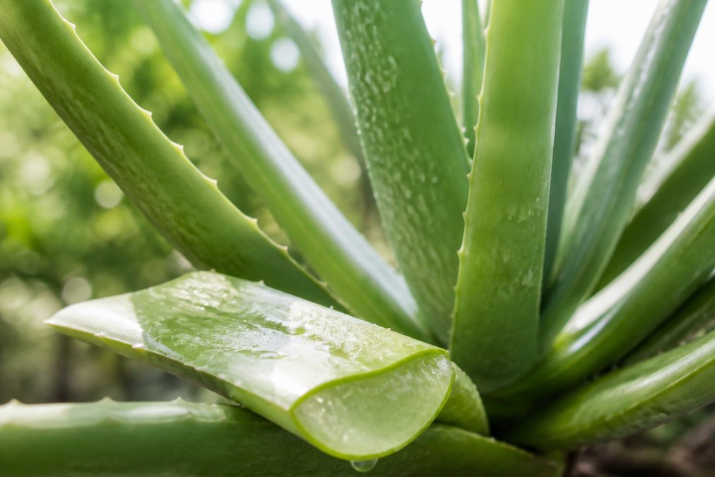 Frisk aloe vera plant med gel på bladene, naturligt lys, fokus på plantens tekstur og gelets transparens