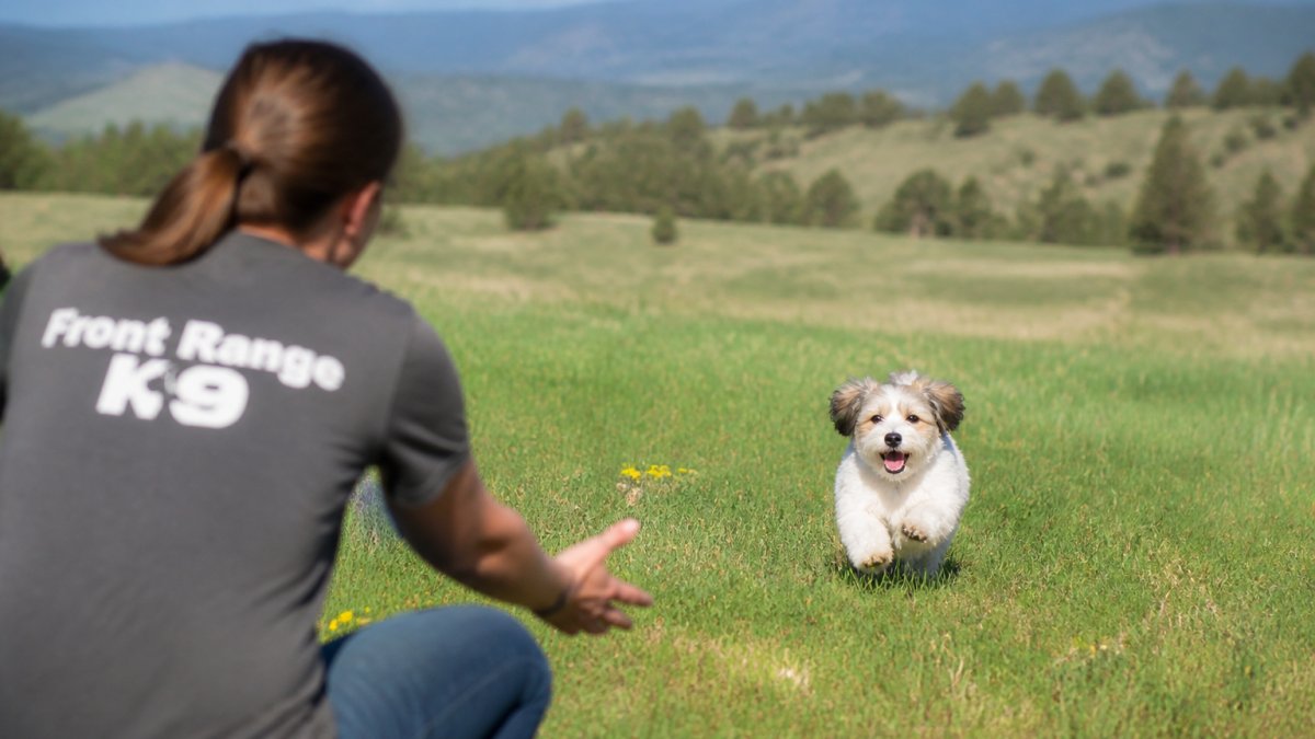 Small dog breed running toward owner in open outdoor space, demonstrating successful recall response with natural sunlight and grassy field