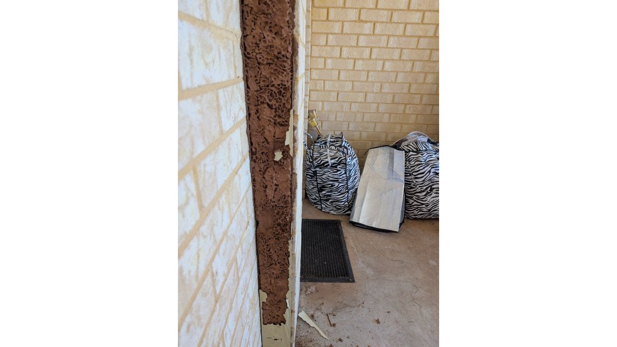 How to Identify Termite Damage in Walls: 7 Warning Signs