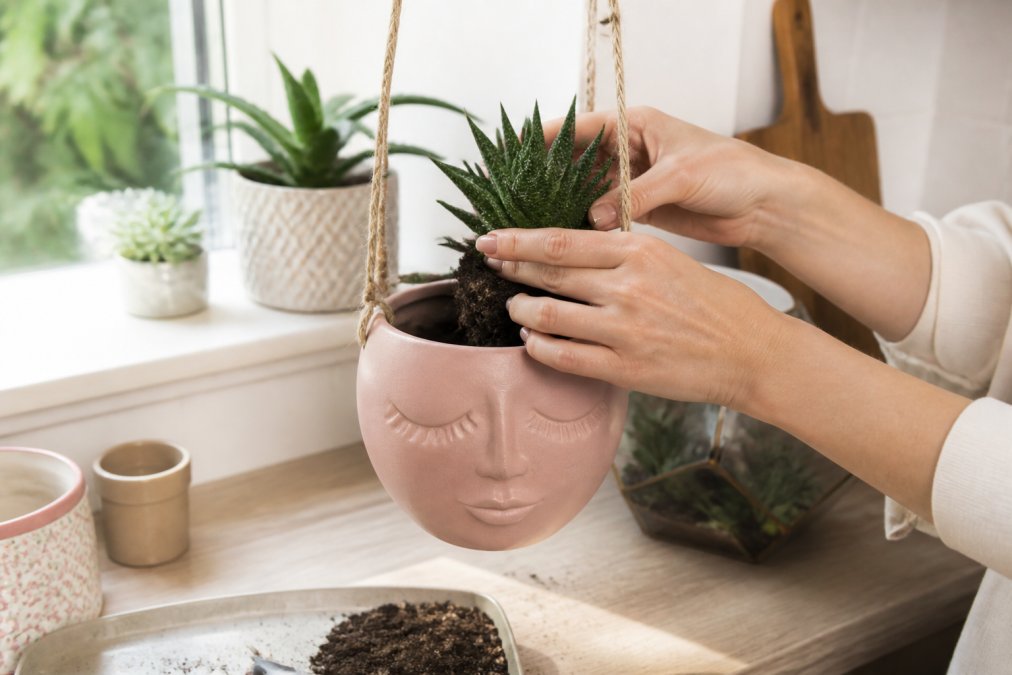 Close-up of hands placing a small succulent into a matte pink face hanging planter on a bright kitchen windowsill