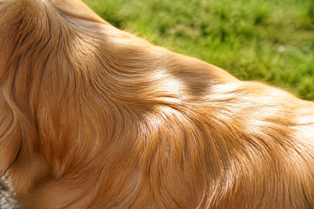 Close-up of a golden retriever's shiny, well-groomed coat in natural sunlight, showing the texture and lustrous quality of healthy fur
