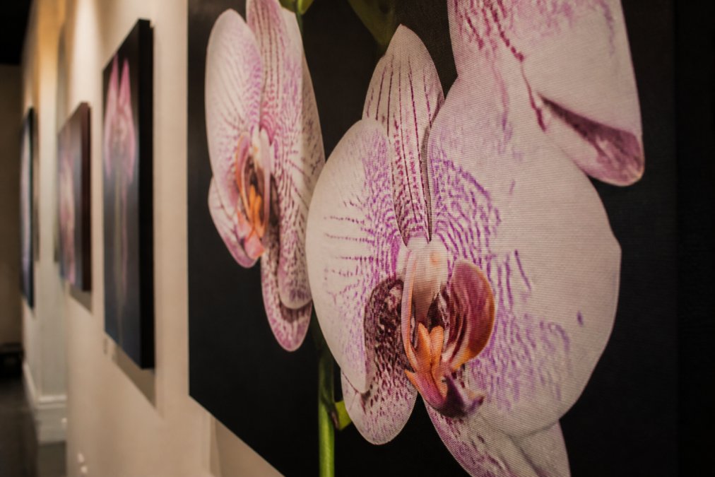 Close-up of a fine art orchid print displayed on a gallery wall, showing the delicate texture of the botanical illustration, rich color depth, and archival canvas substrate with natural museum lighting highlighting the details