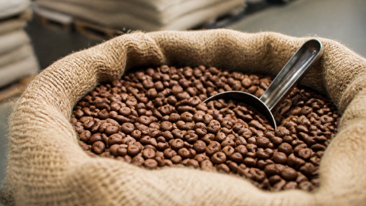 Infographic showing the step-by-step process of identifying freshness in roasted coffee beans using harvest dates