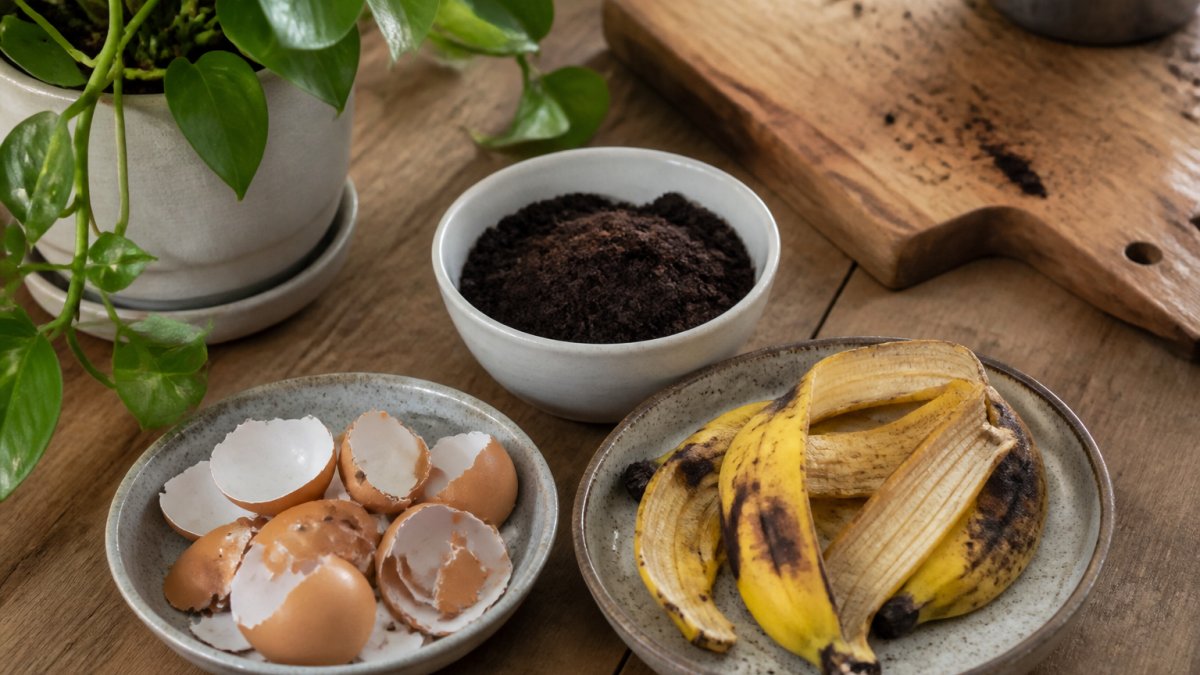 Close-up of kitchen ingredients including used coffee grounds, crushed eggshells, and banana peel arranged on a wooden surface next to a small potted green plant, showing raw materials for homemade organic plant food