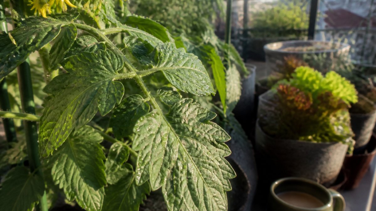 Close-up of heirloom tomato plant leaves showing early pest damage patterns with natural garden background, morning dew visible
