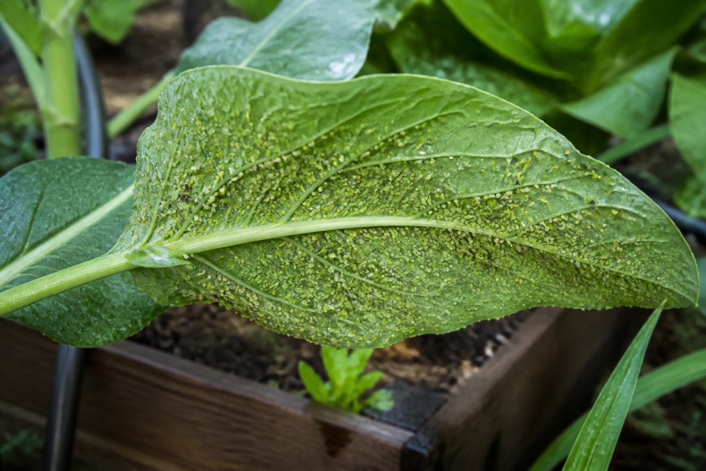 Professional illustration showing Close for organic pest control