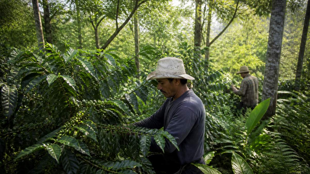 Coffee farmers working among lush, shade-grown coffee plants with healthy green vegetation and diverse understory plants, showing rich biodiversity in an organic farm setting with natural sunlight filtering through the canopy