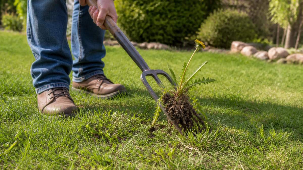 Homeowner using a long-handled weeding fork to remove a dandelion from lawn soil, showing proper root extraction technique with green grass visible around the weed