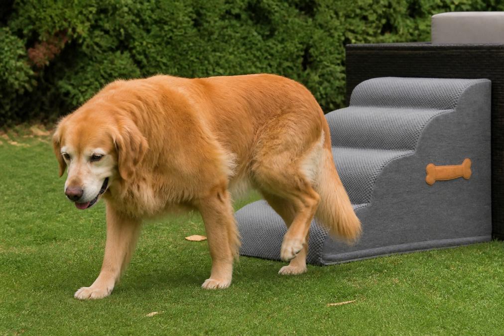 Large dog limping and favoring a hind leg while walking across a grassy yard, showing visible discomfort in gait and uneven weight distribution