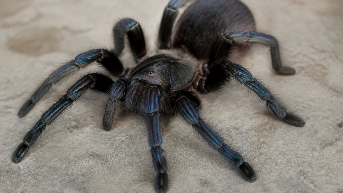 Close-up of a Pamphobeteus antinous tarantula specimen showing steely-blue iridescent leg bristles and dark body coloration against a neutral background