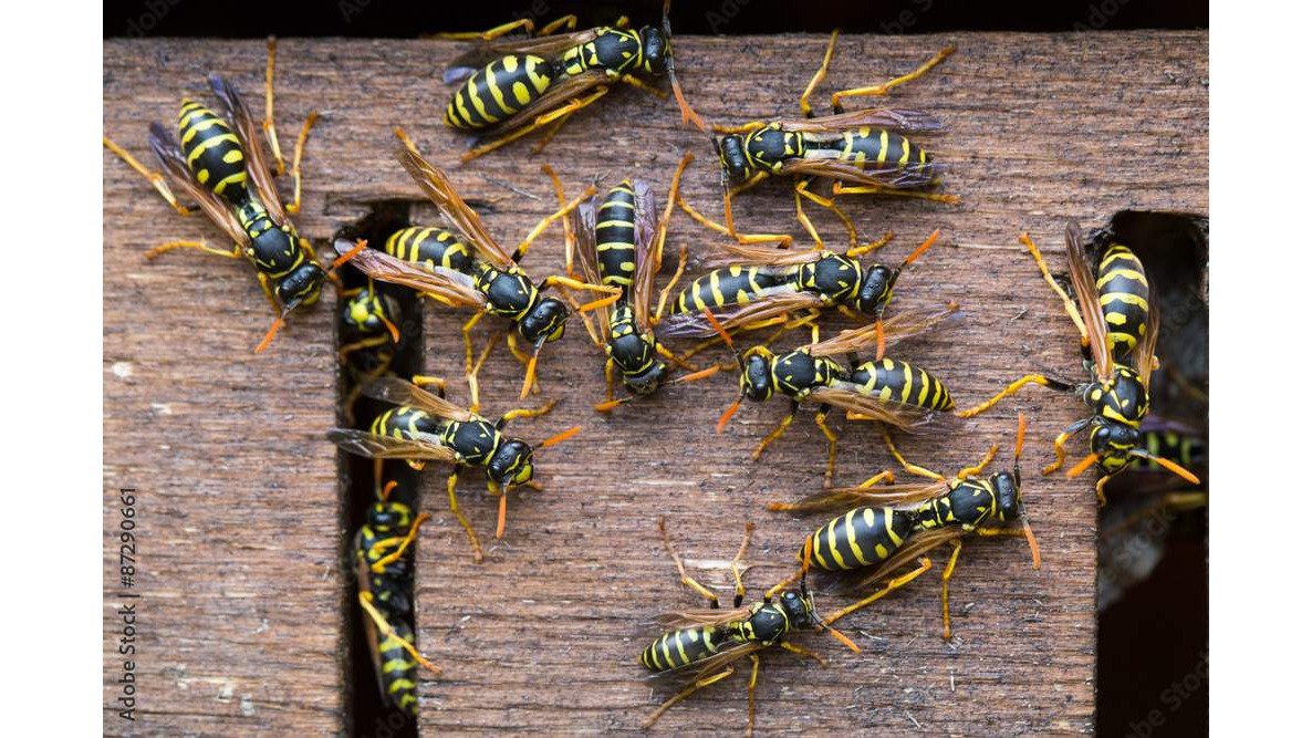 Pest Control vs DIY Home Treatments: Which Works