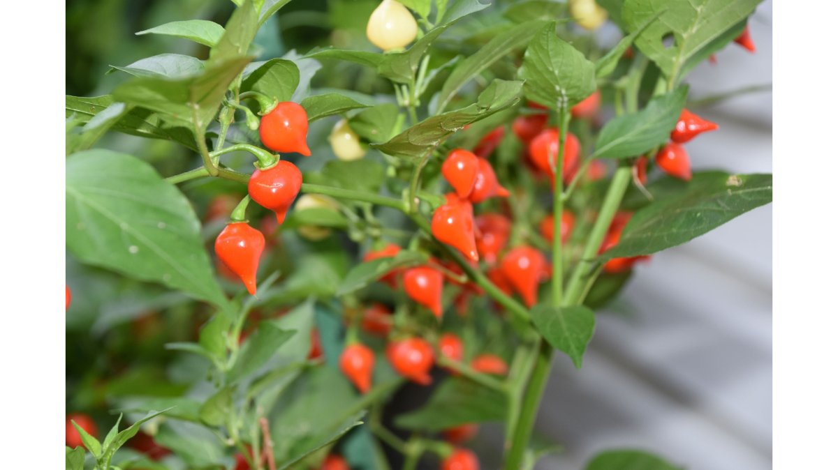A gardener's hands holding a woven basket filled with colorful fresh hot peppers including red Aleppo, orange Calabrian, red Tabasco, red Biquinho, and green Shishito peppers in a sunny backyard garden