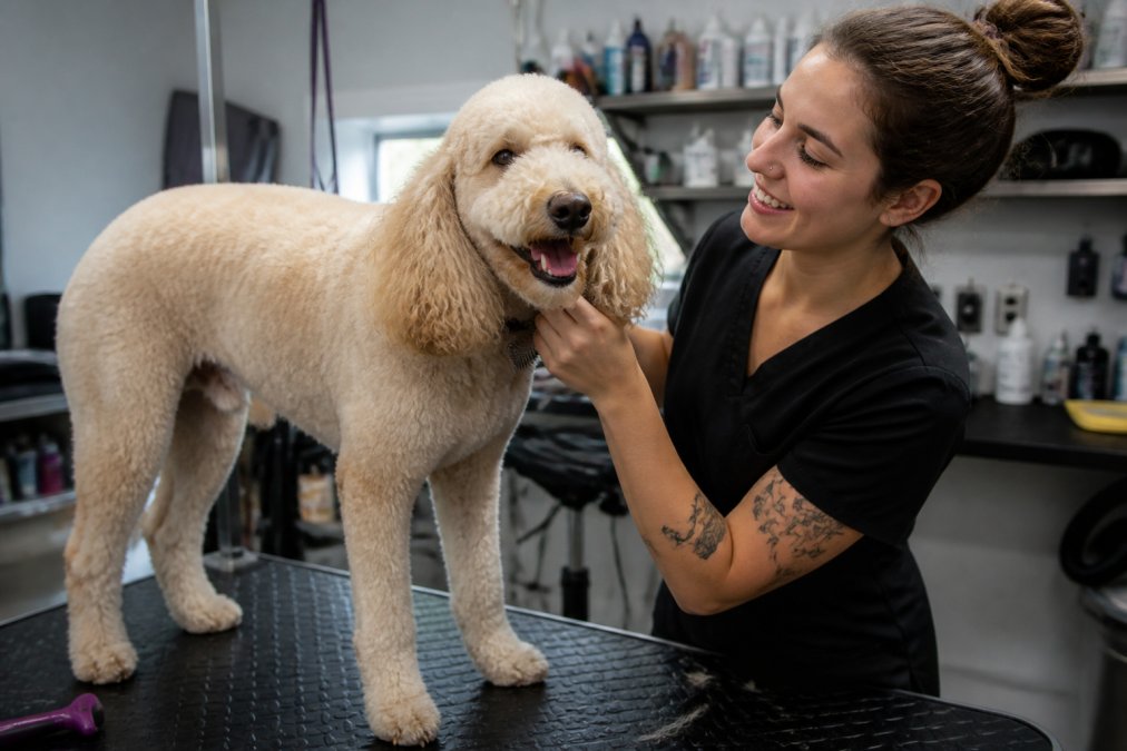 Personalized Attention for Every Pet: Poodles & Doodles