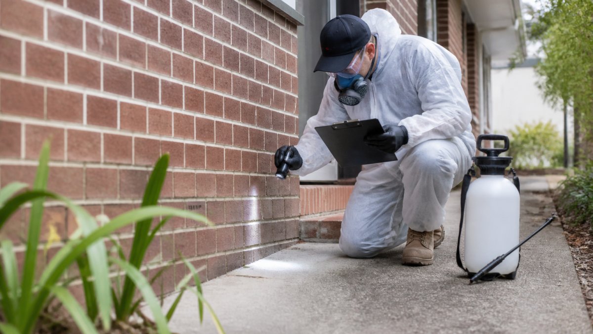 Licensed pest controller inspecting a home exterior to justify pest control cost.