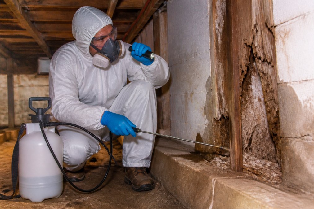 Professional exterminator in protective equipment applying targeted treatment to structural damage areas in building's basement, examining pest damage with inspection tools