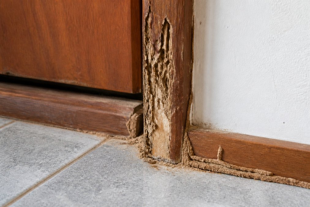 Professional illustration showing pest exterminator