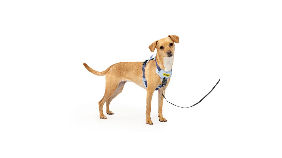 Petsafe Dog Easy Walk Comfort Harness, Blue