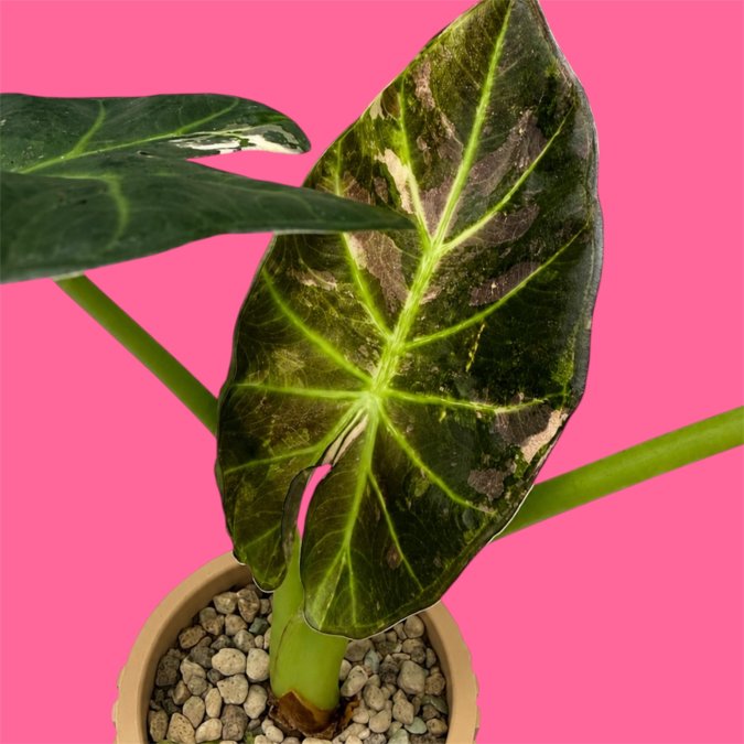 alocasia regal shield Albo