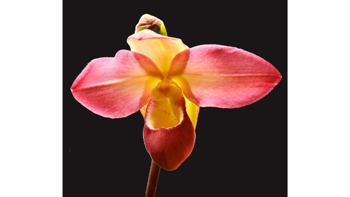 Phragmipedium Allison Strohm Orchid