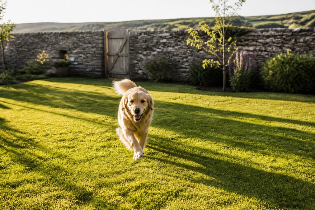 Golden retriever running freely in a fully enclosed country garden with stone walls and green grass, afternoon sunlight catching the dog's coat