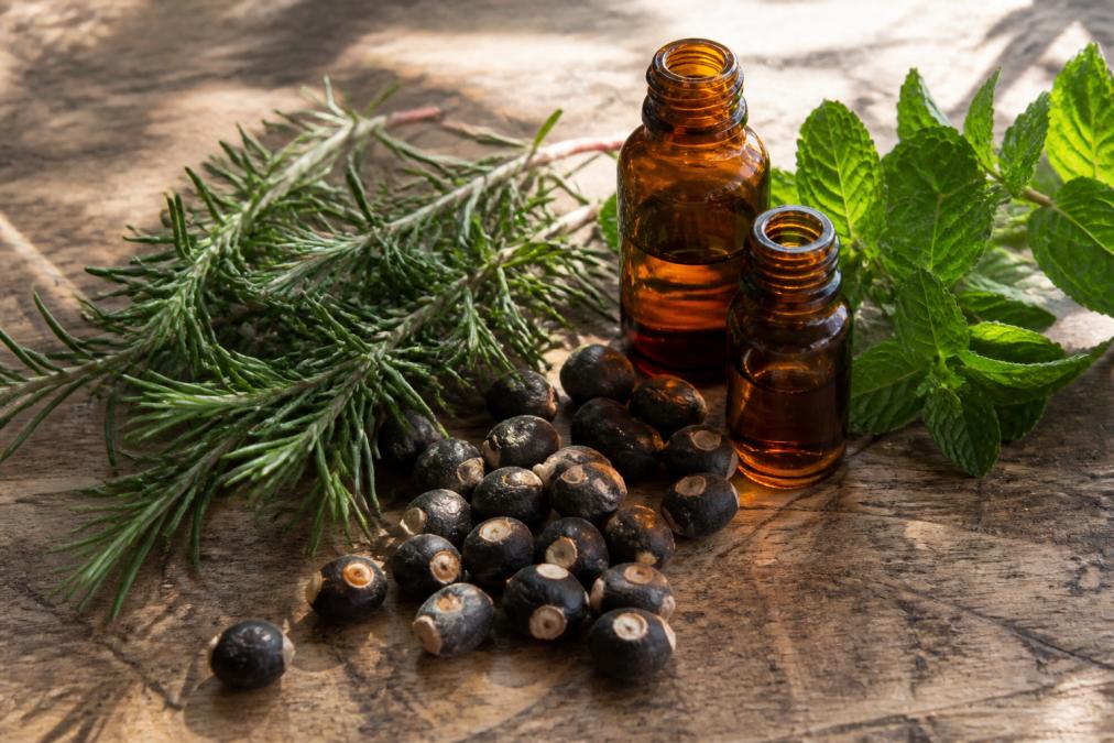 Close-up of fresh rosemary sprigs, saw palmetto berries, and peppermint leaves arranged with essential oil bottles on a natural wooden surface with soft morning light