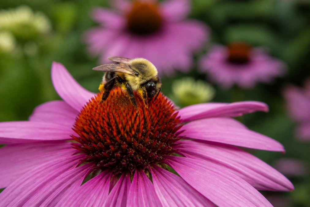 Close-up of a bumblebee collecting pollen from a bright purple coneflower bloom in a garden, soft natural light illuminating the bee's fuzzy yellow and black body against the vivid pink-purple petals