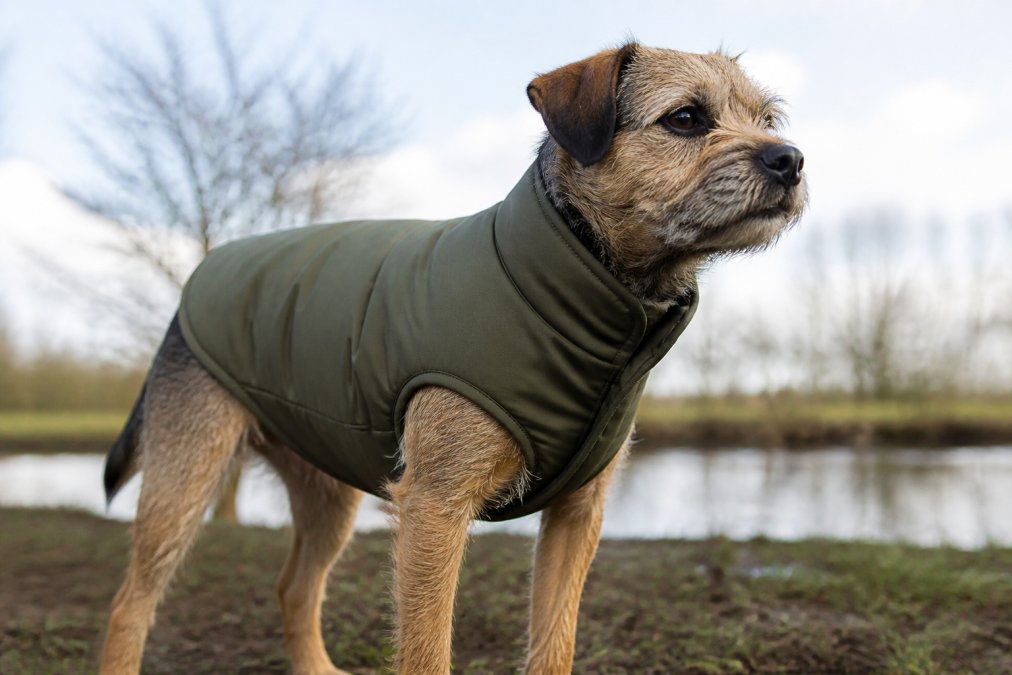 Dog wearing stylish breed-specific apparel outdoors in natural daylight, showing quality fit and design detail