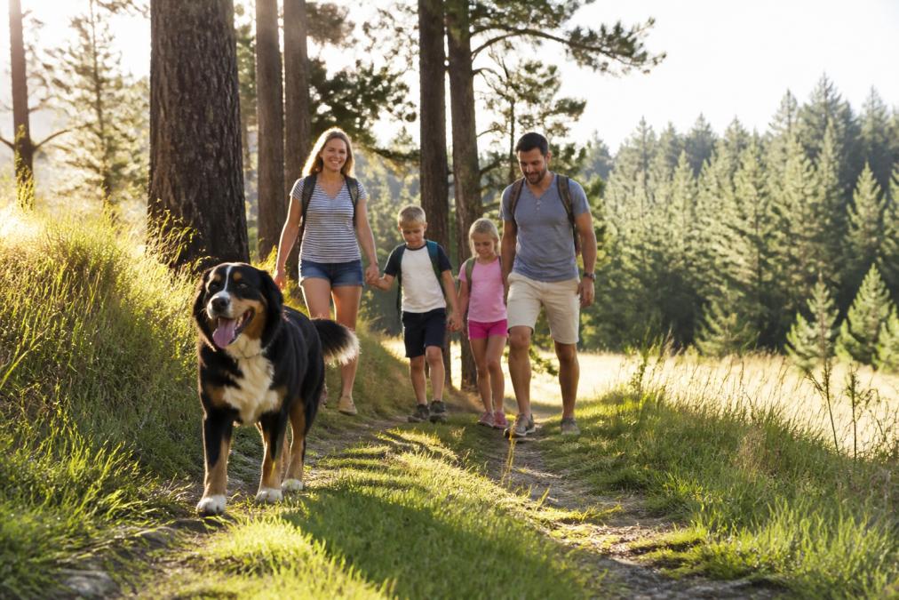 Ein großer Hund läuft freudig auf einem Waldweg neben einer Familie mit zwei Kindern, naturnahe Umgebung mit hohen Kiefern und einer Wiese im Morgenlicht