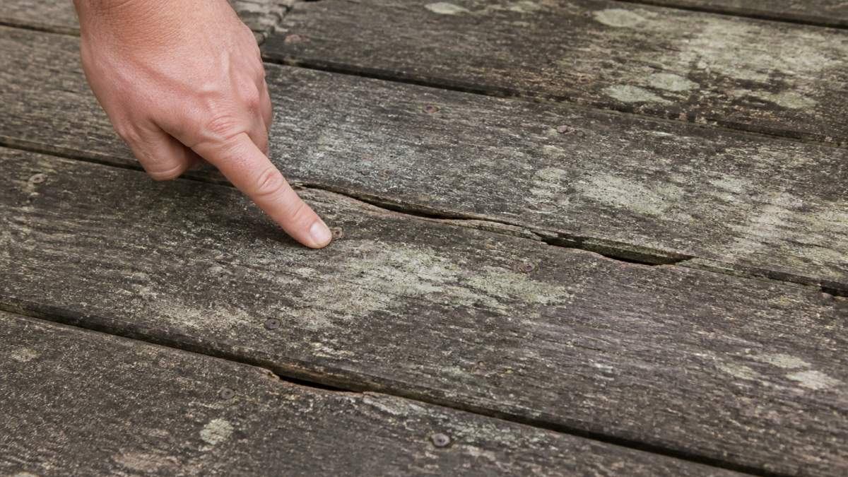 Close-up of weathered timber deck boards showing mould, mildew, and surface discolouration with a hand pointing to problem areas and cracked sections