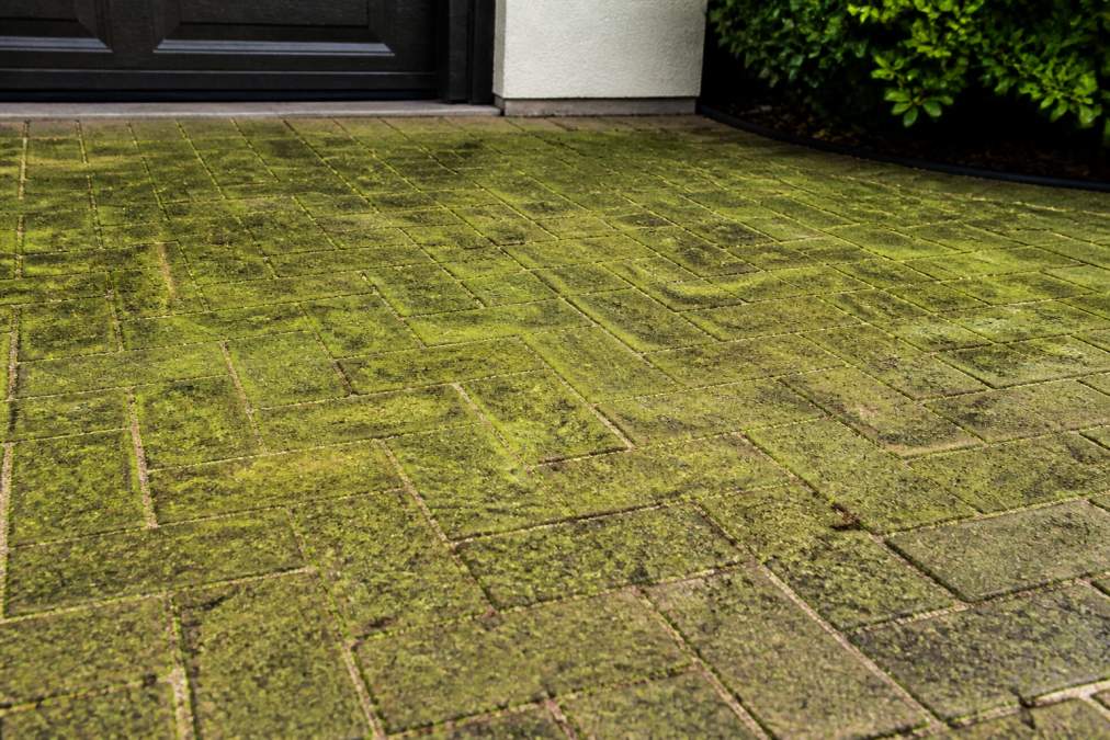 Prevent Algae Growth on Driveway Pavers: 2026 Guide