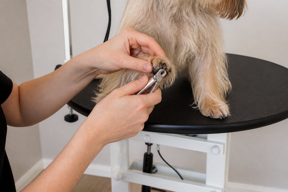 Close-up of hands holding a dog's paw with a stainless steel nail clipper positioned at a 45-degree angle to the nail, showing proper technique with clear lighting on the nail and clipper