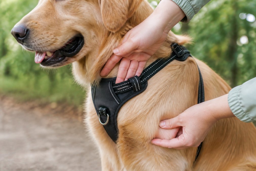 Close-up of a golden retriever wearing a properly fitted no-pull harness, showing correct strap positioning with two-finger gap visible at the chest and girth strap area, outdoor natural lighting