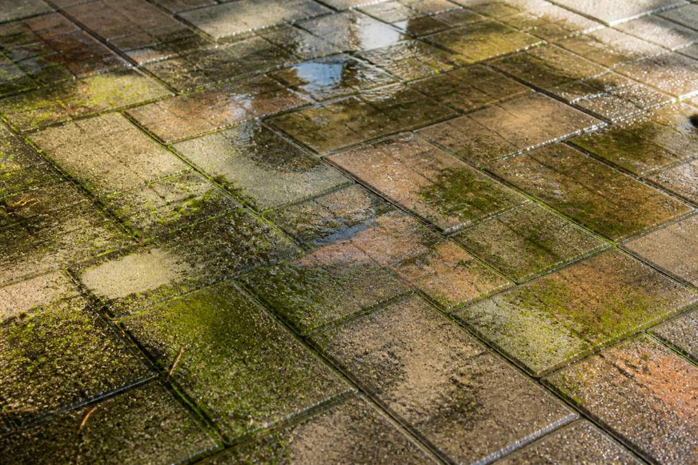 Close-up of water pooling on patio pavers with visible green mold growth and moisture retention on the surface under afternoon light