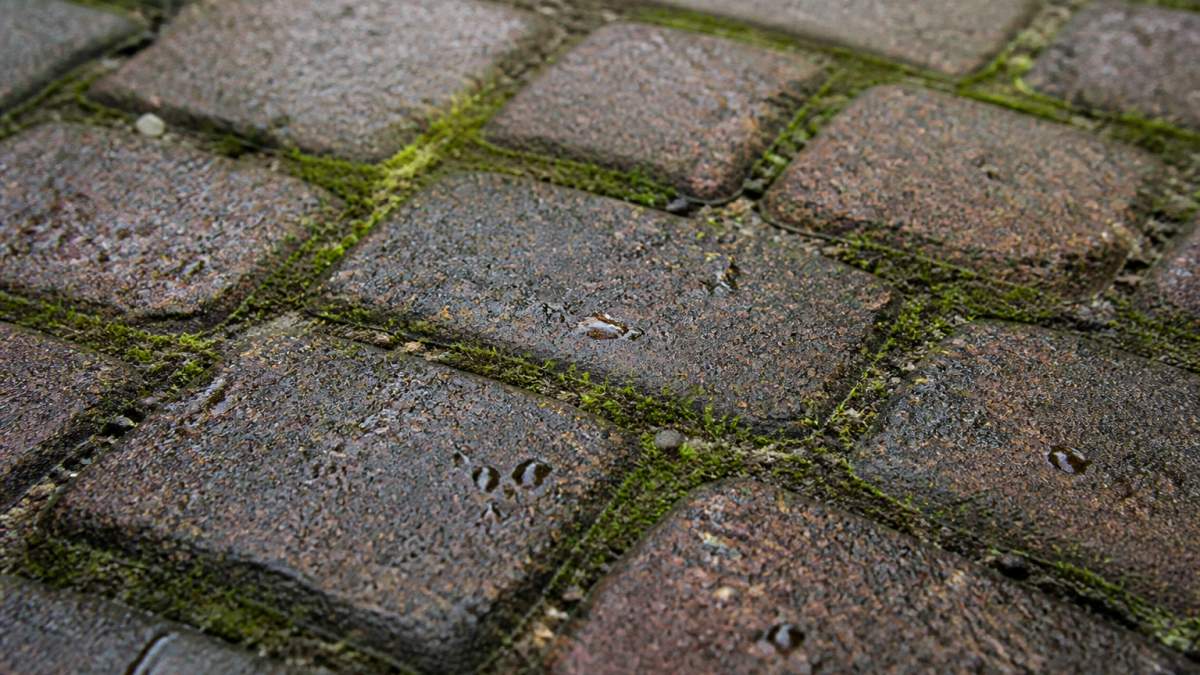 Close-up of moss-covered block paving with water droplets visible on the textured surface, showing dark green growth between the blocks in natural daylight