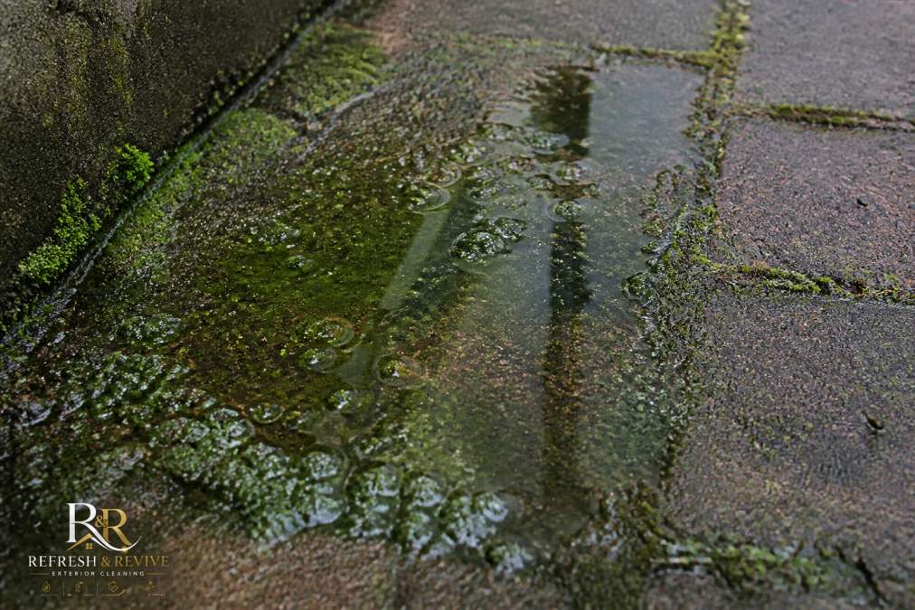 Close-up of water pooling on a moss-covered driveway surface, showing poor drainage and moisture accumulation with visible algae and liverwort growth