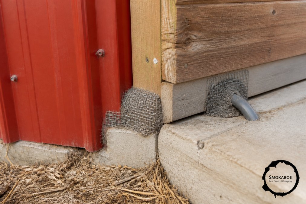 Close-up of a barn foundation corner showing steel wool and hardware cloth properly installed around a structural gap and pipe penetration