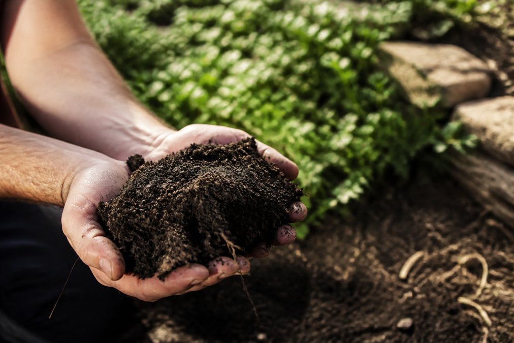 Hands holding dark, crumbly soil with visible organic matter and root structure in a garden setting with natural morning light