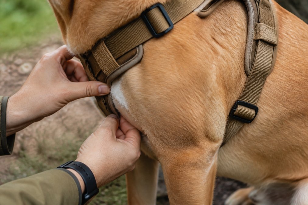 Diagram showing how to check harness fit by sliding fingers between the chest strap and the dog's fur.