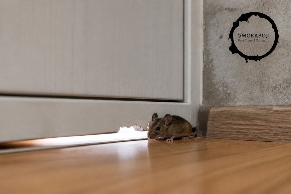 Preventing Mice From Entering Your Home