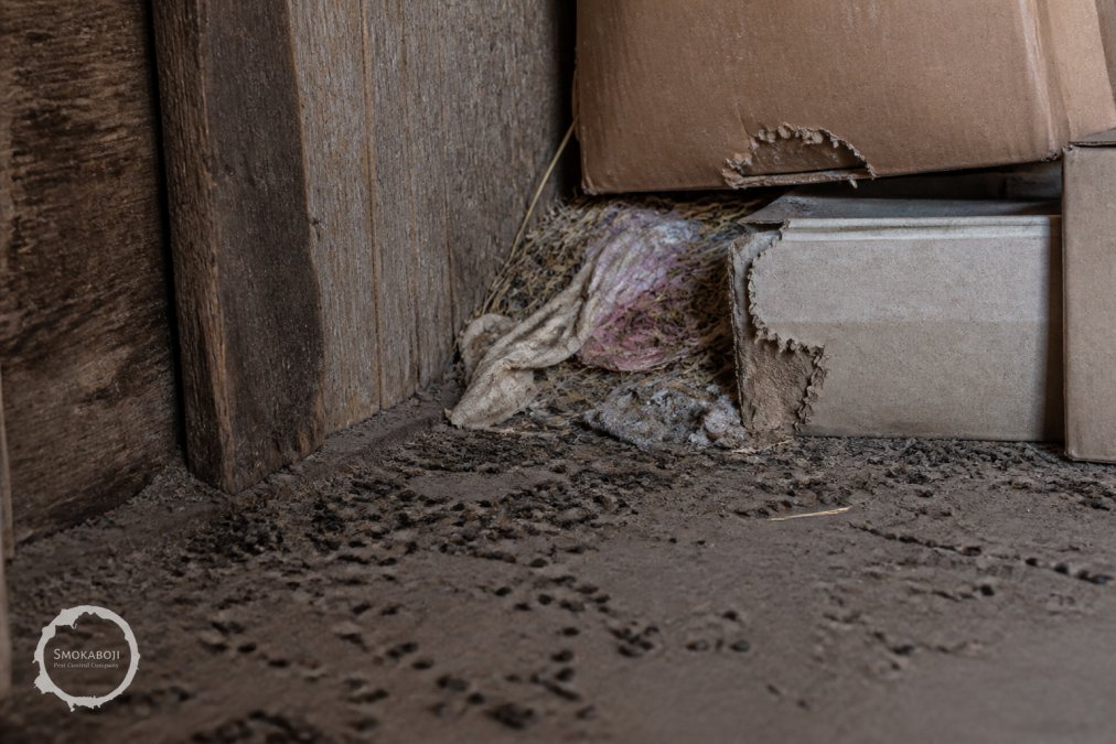 Interior of a weathered rural barn showing scattered mouse droppings in a corner, chewed cardboard boxes, and nesting material composed of shredded fabric and straw accumulated near stored items