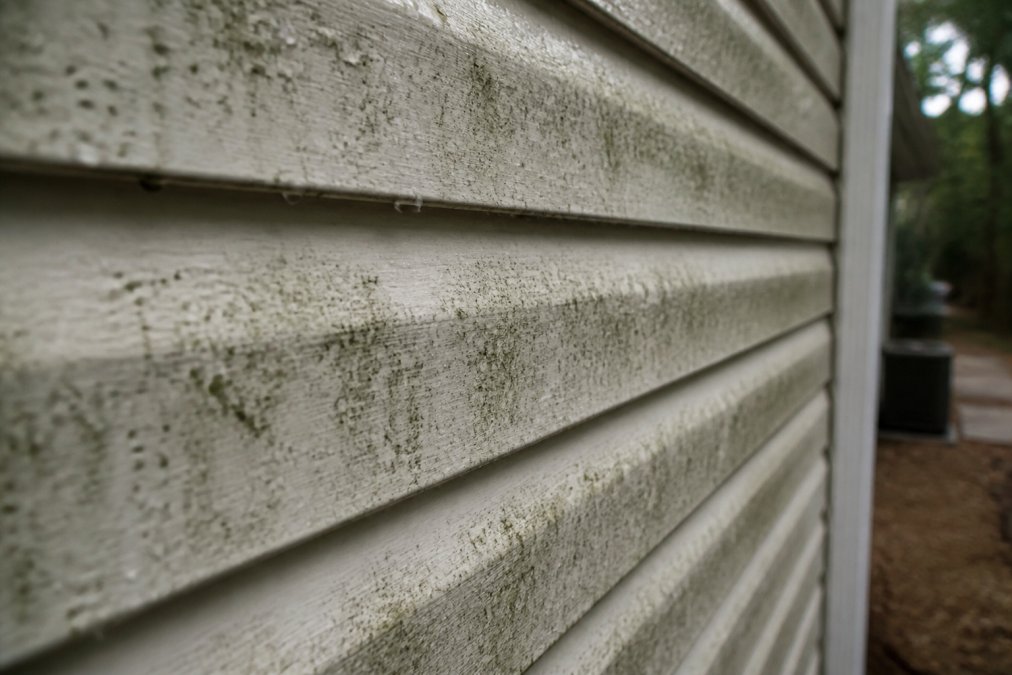 Close-up of vinyl siding showing visible mold and mildew growth on the shaded north side of a residential home, with moisture beading on the surface