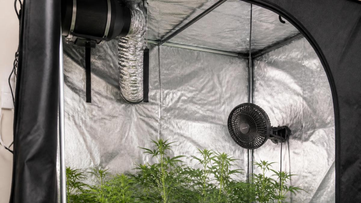 Exhaust fan and circulation fan installed inside a grow tent for ventilation