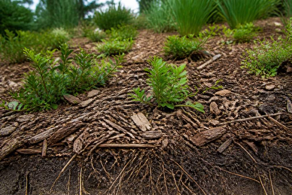 Close-up of organic mulch and wood chips spread across a sloped garden bed with native groundcover plants establishing through the mulch, showing visible root systems beginning to bind the soil together