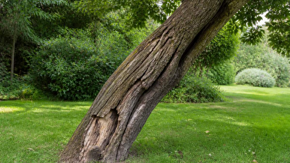 Close-up of a tree trunk showing visible cracks, splits, and a noticeable lean, with surrounding foliage and garden background visible