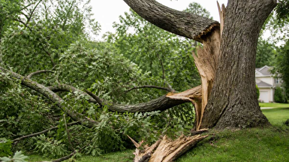 Preventing Storm Damage to Trees: 2026 Prep Guide